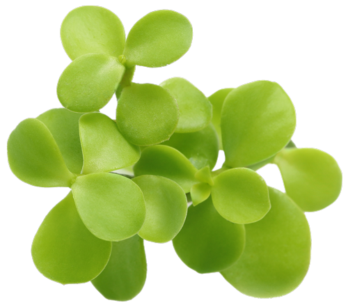 Bacopa