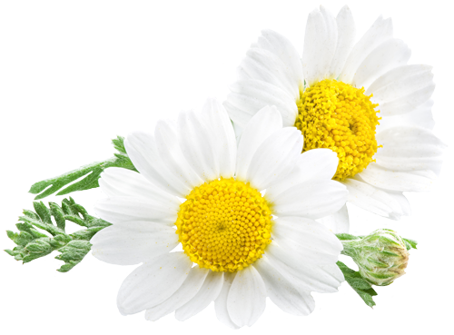 Chamomile