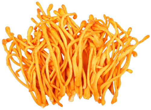 Cordyceps