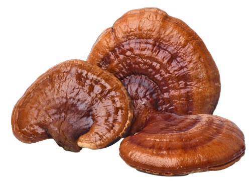 Reishi Mushroom