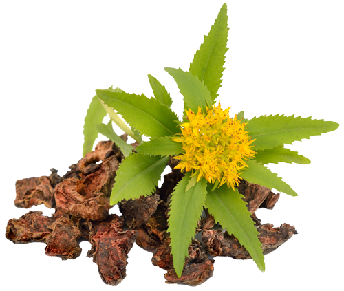 Rhodiola